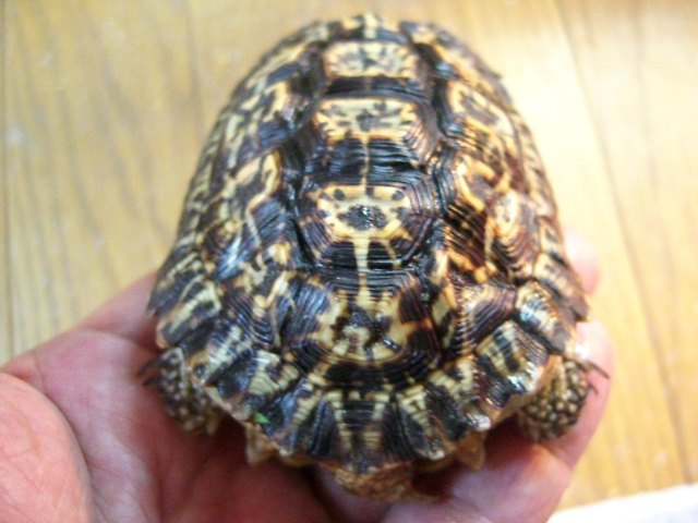 シモフリヒラセリクガメ(9)