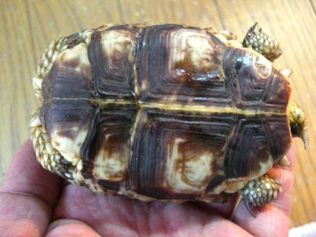 シモフリヒラセリクガメ(10)