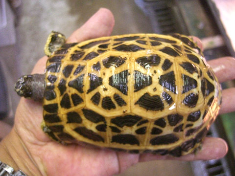 ミナミクモノスガメ(1)