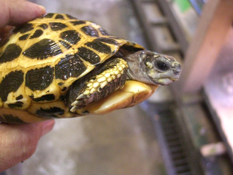 ミナミクモノスガメ(2)