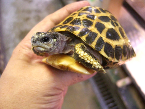 ミナミクモノスガメ(3)