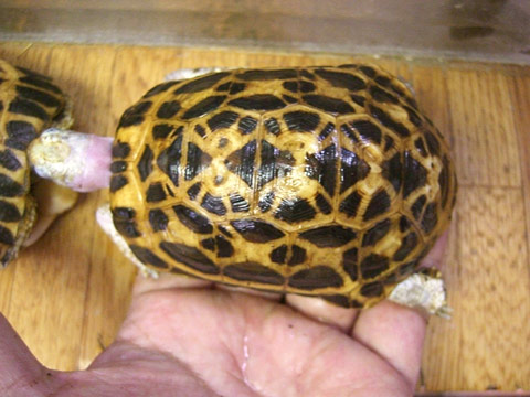 ミナミクモノスガメ(5)