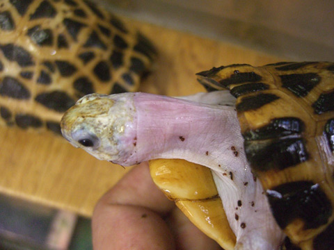 ミナミクモノスガメ(6)