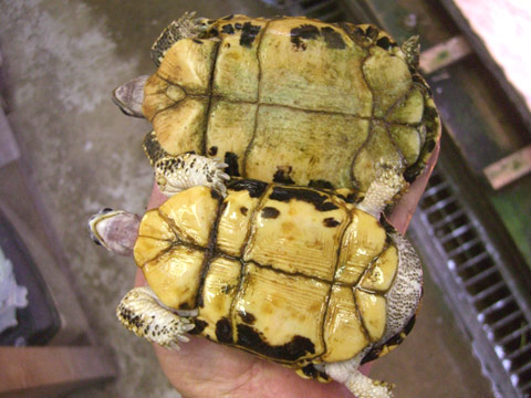 ミナミクモノスガメ(4)