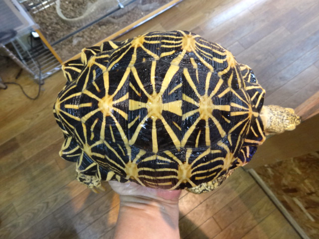 インドホシガメ(9)