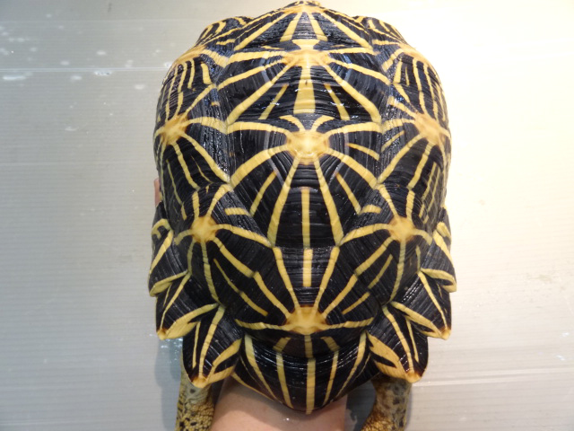 インドホシガメ(11)