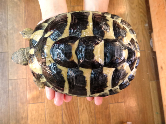 ニシヘルマンリクガメ(5)