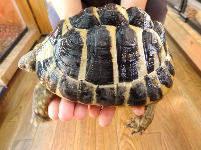 ニシヘルマンリクガメ(6)