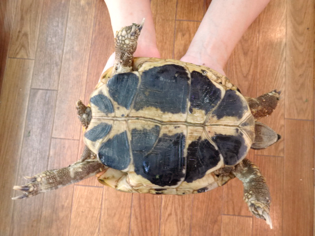 ニシヘルマンリクガメ(8)