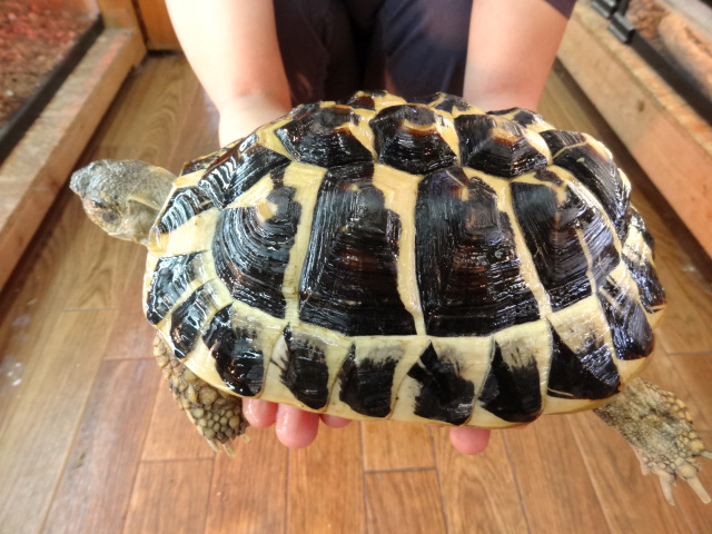 ニシヘルマンリクガメ(2)