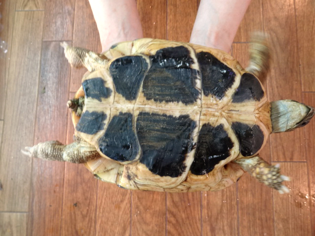ニシヘルマンリクガメ(4)