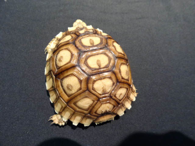 ケヅメヒョウモンリクガメ リクガメ図鑑
