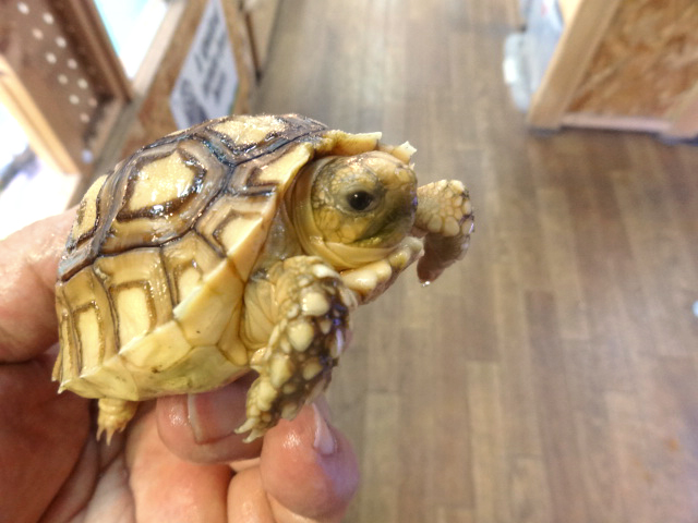 ケヅメヒョウモンリクガメ(3)