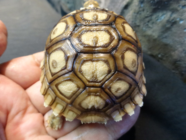 ケヅメヒョウモンリクガメ(5)