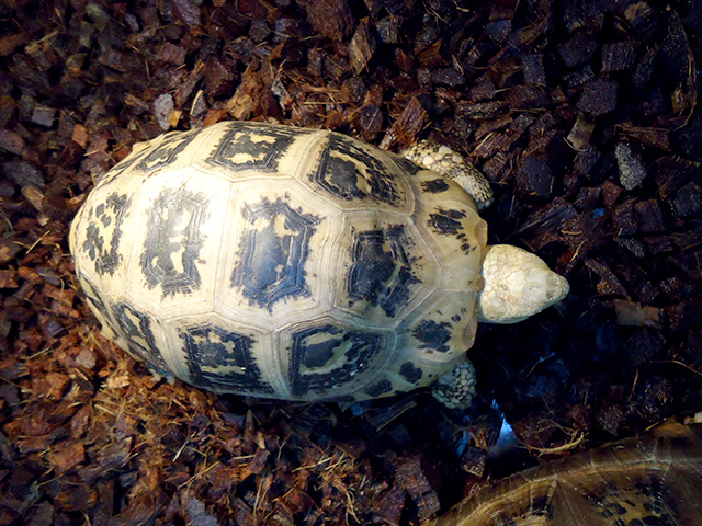 エロンガータリクガメ(1)