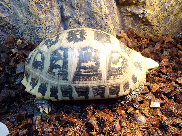 エロンガータリクガメ(2)