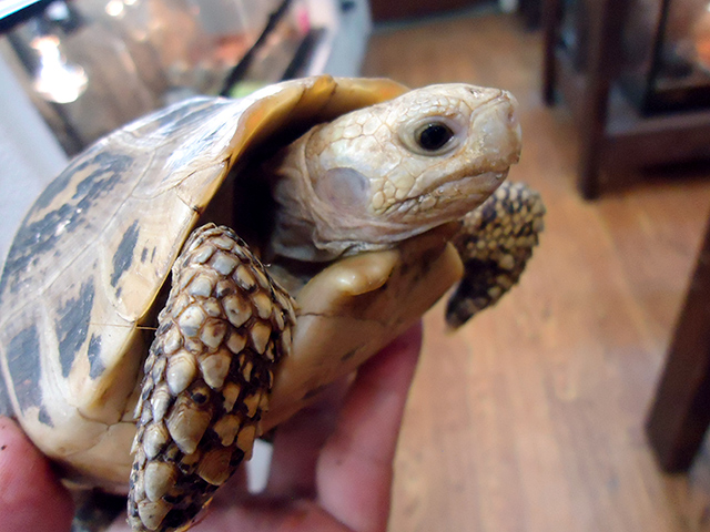 エロンガータリクガメ(3)