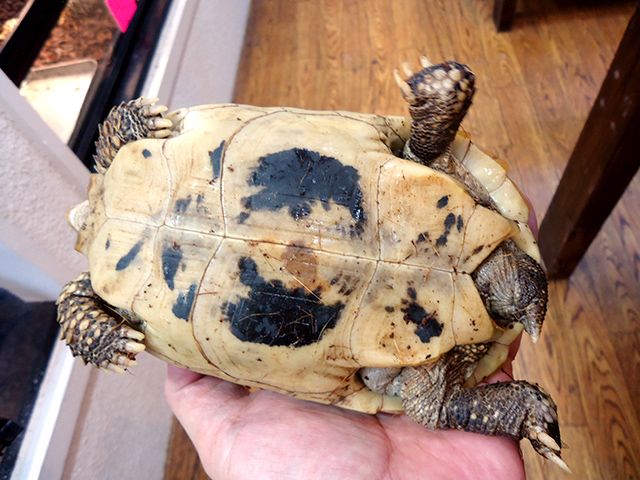 エロンガータリクガメ(4)