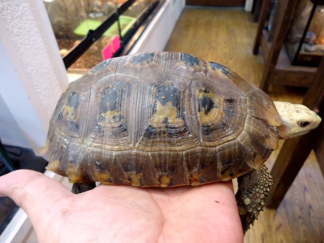 エロンガータリクガメ(5)