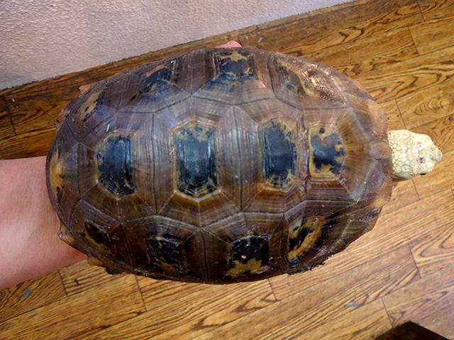 エロンガータリクガメ(6)