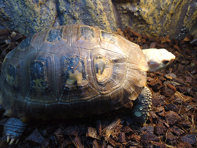 エロンガータリクガメ(7)