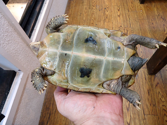 エロンガータリクガメ(8)