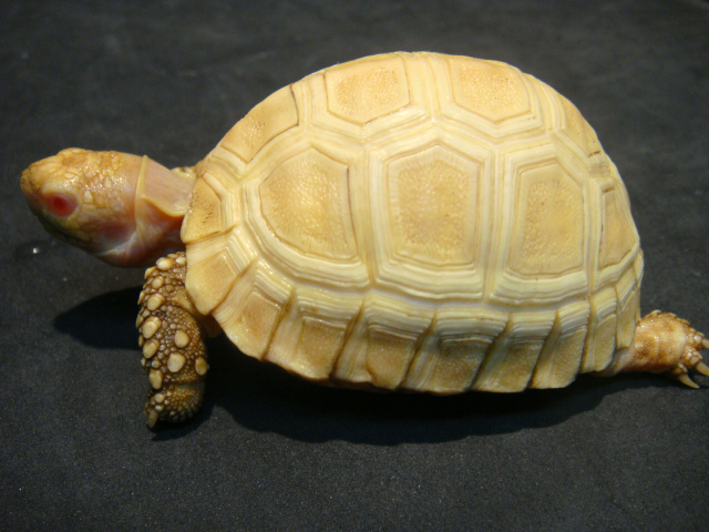 ヒョウモンリクガメ(7)