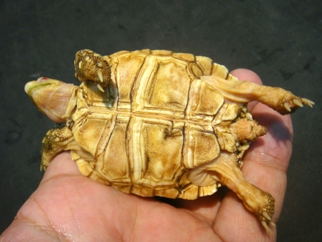 ヒョウモンリクガメ(8)