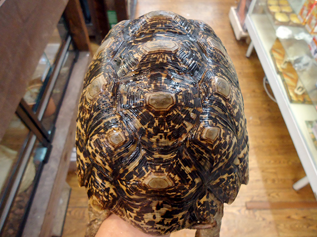 ナミビアヒョウモンリクガメ(3)