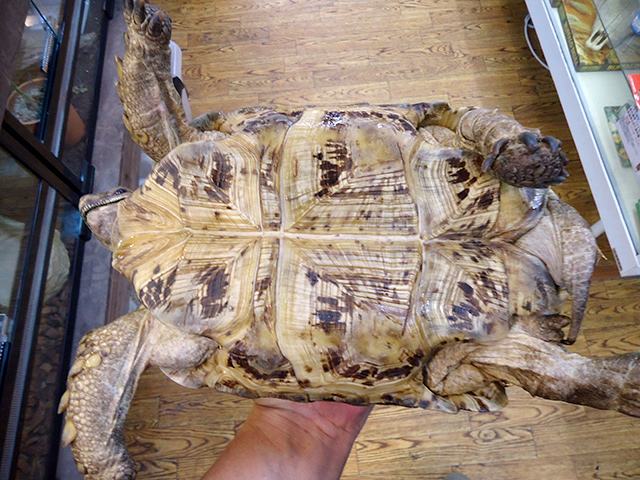 ナミビアヒョウモンリクガメ(4)