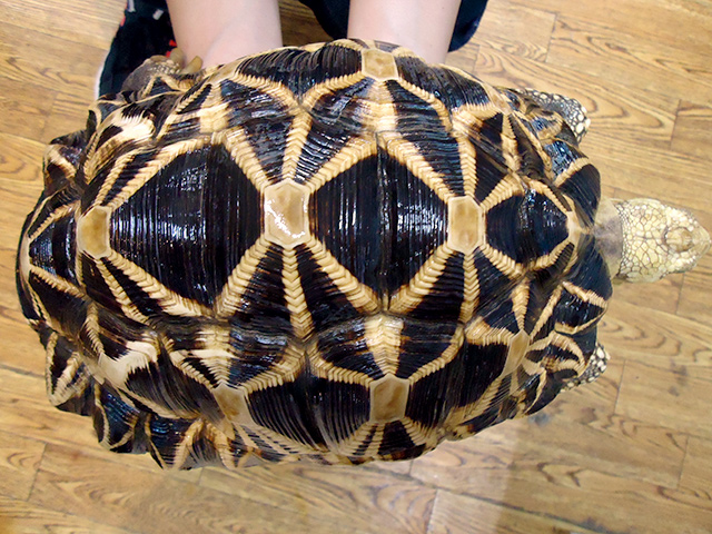 ビルマホシガメ(5)