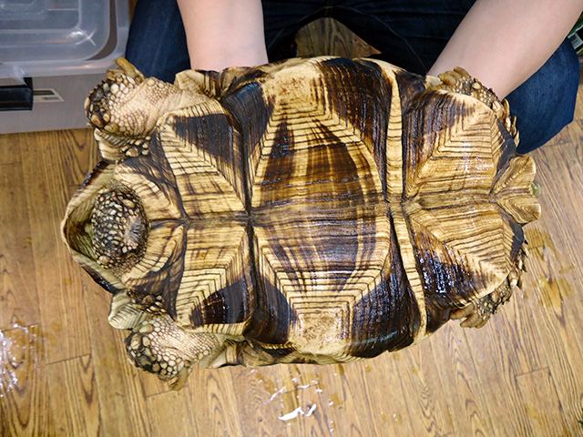 ビルマホシガメ(8)