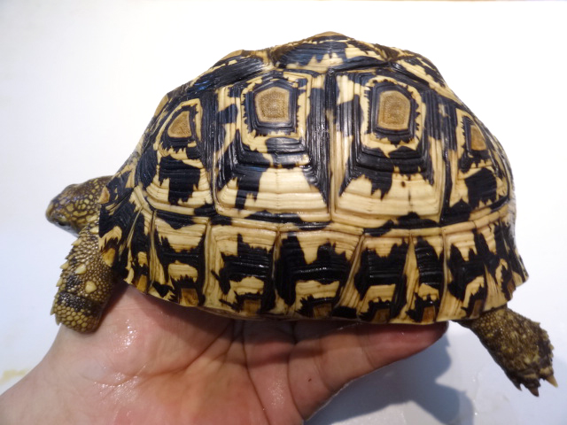 ヒョウモンリクガメ(3)