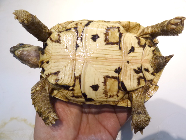 ヒョウモンリクガメ(4)