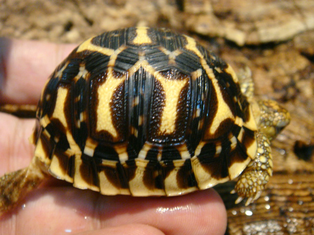 インドホシガメ(8)