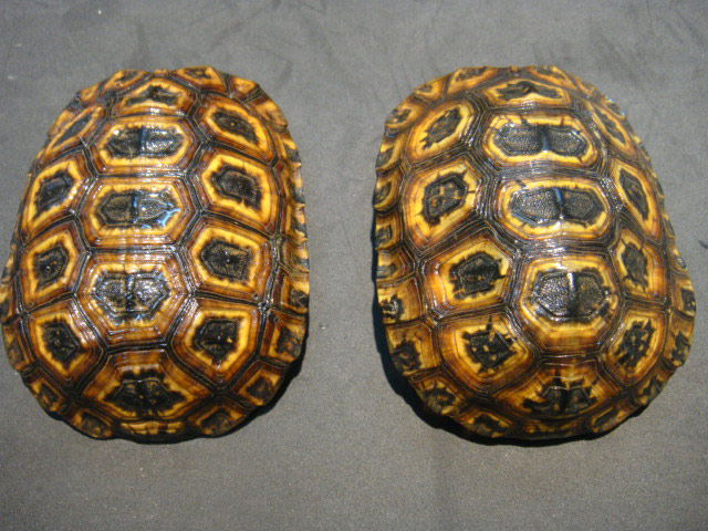 スピークセオレガメ(1)