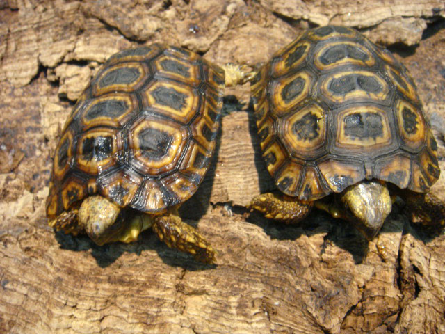 スピークセオレガメ(2)