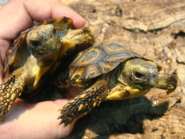 スピークセオレガメ(3)