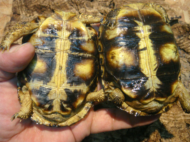 スピークセオレガメ(4)