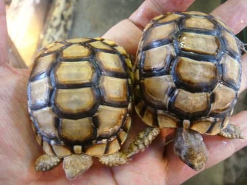 モロッコギリシャリクガメ(3)