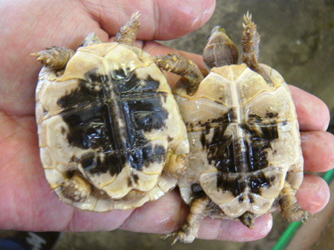 モロッコギリシャリクガメ(4)