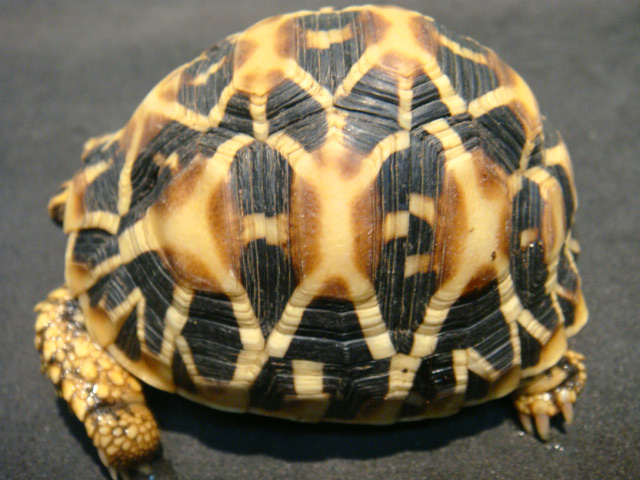 インドホシガメ