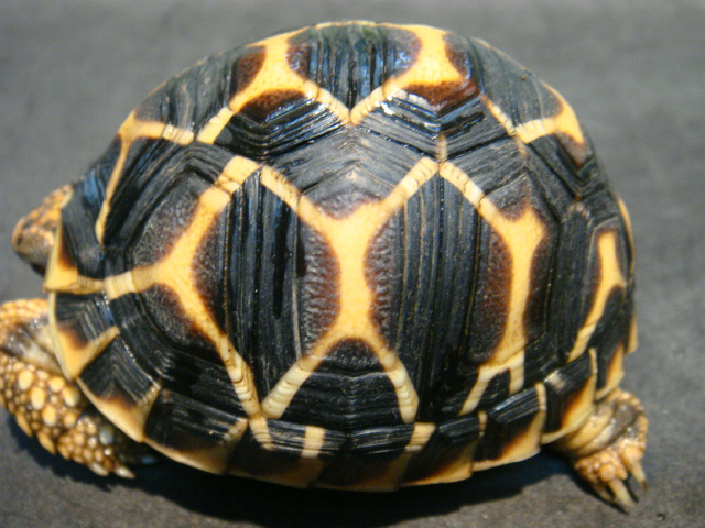 インドホシガメ(3)