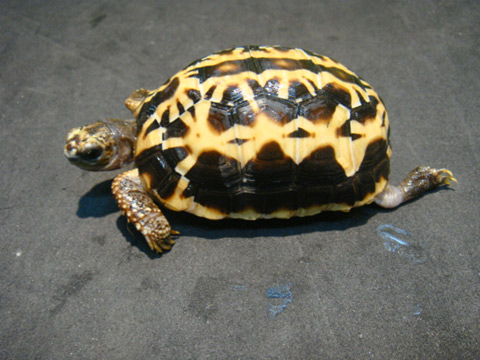 キタクモノスガメ(9)