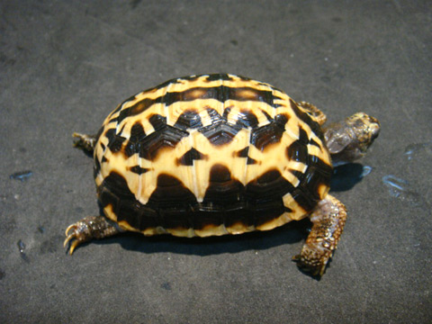 キタクモノスガメ(10)