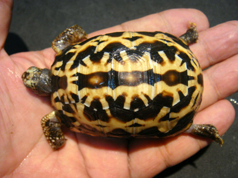 キタクモノスガメ(11)