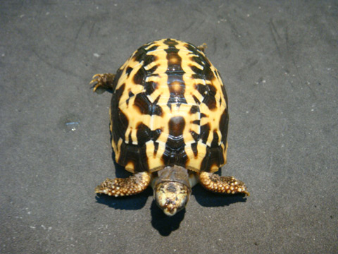 キタクモノスガメ(12)