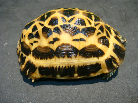 キバラクモノスガメ(1)