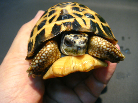 キバラクモノスガメ(3)