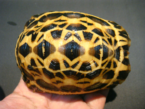 キバラクモノスガメ(4)